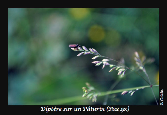 03-Diptère_sur_un_paturin