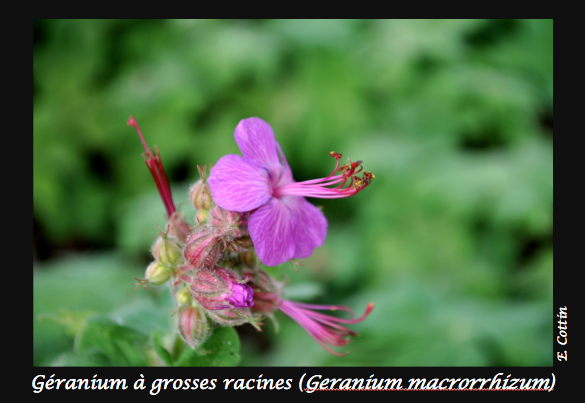 05-Geranium_macrorrhizum