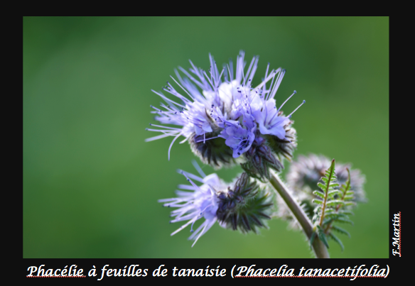 06-Phacelia_tanacetifolia