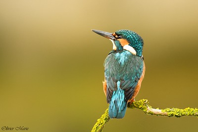Sortie Ornithologique à l’Ecopole du Val d’Allier – 14 mars 2020