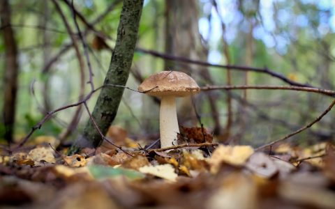 Sortie découverte de champignons à Royat