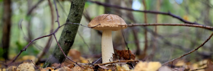 Sortie découverte de champignons à Royat