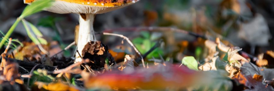 Sortie champignon (récolte/identification)