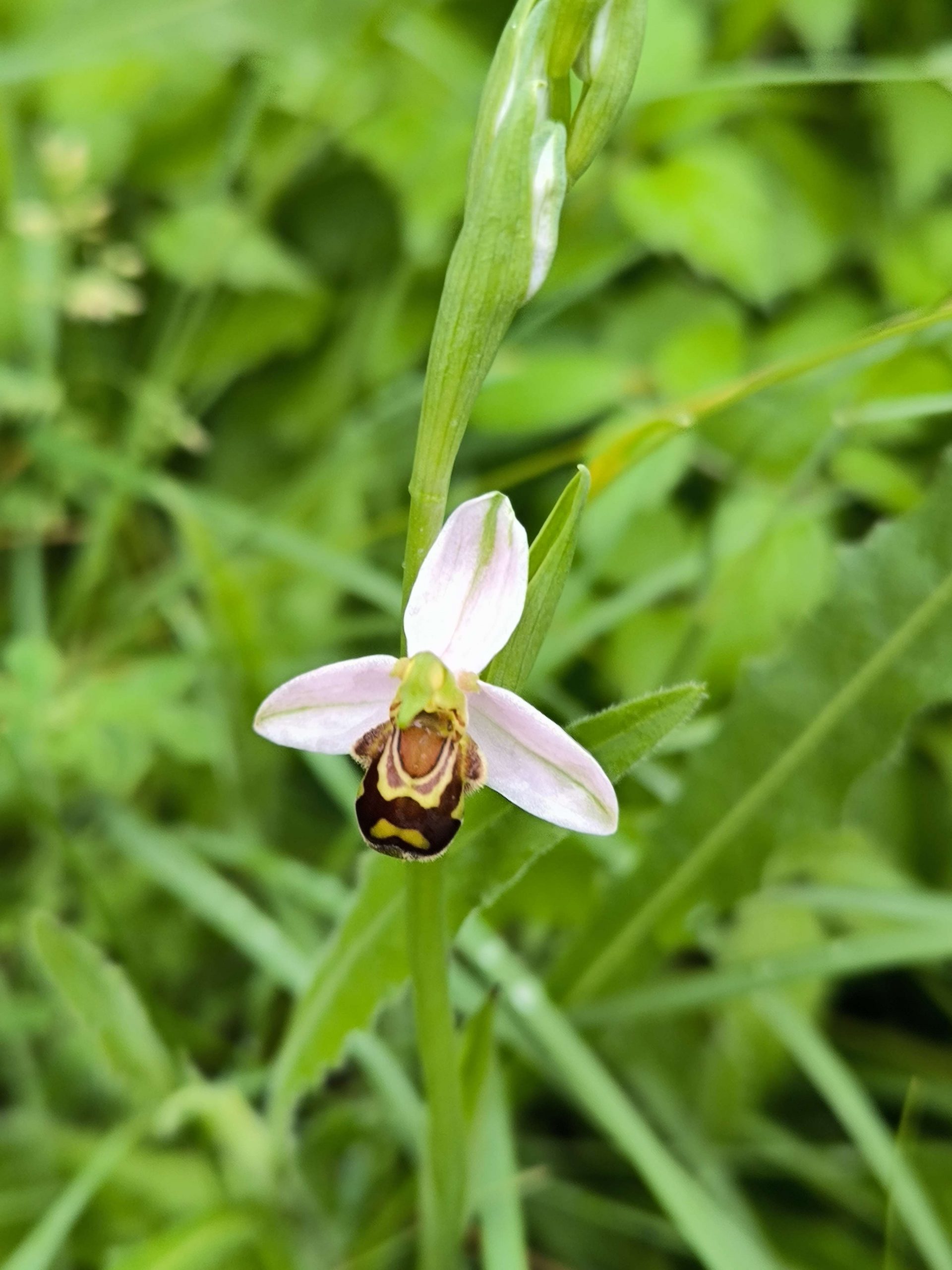 Les orchidées à la une ! Bilan d’octobre 2024 à juin 2025