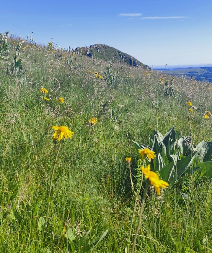 Début du programme de suivi des populations naturelles d’Arnica des montagnes en Auvergne, 13-06-25