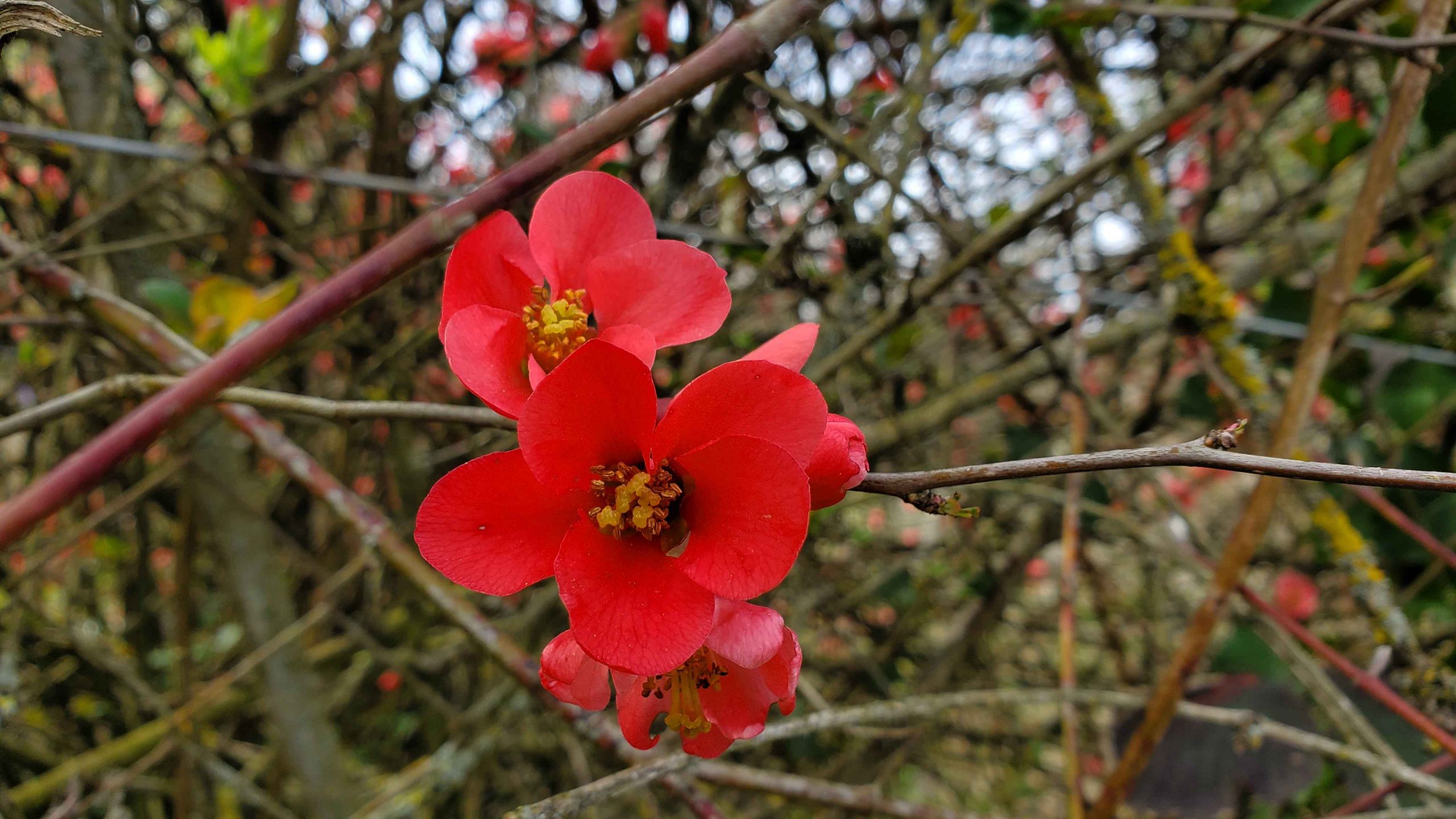 Sortie puy d&rsquo;Aubière – 07/03/2026 – Compte-rendu