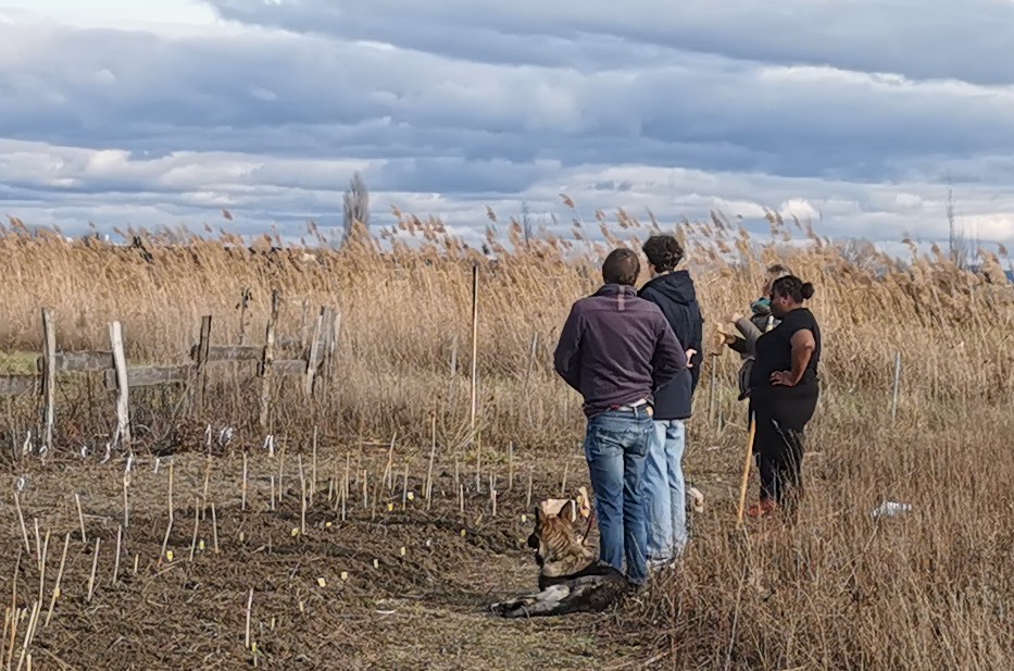Conservatoire des blés anciens (campagne 2026) – semis de 40 variétés – 09/02/26