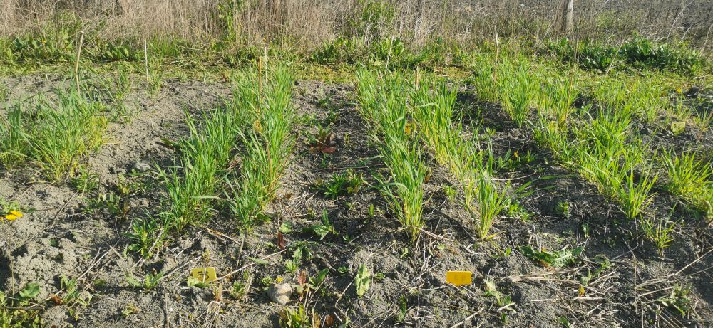 Premier désherbage du conservatoire des blés à Sarliève, 29-04-26