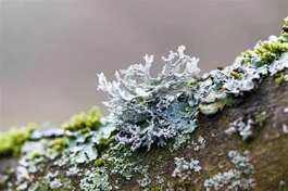 Formation lichen – Compte rendu – 05 mars