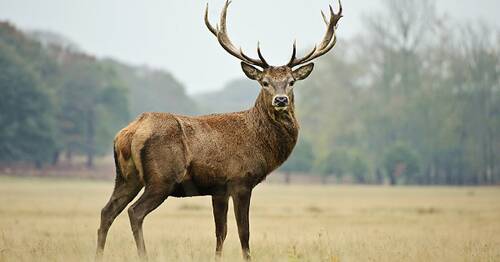 SORTIE BRAME DU CERF ET SOURCES DE LA DORDOGNE – 26/09/2026 – INSCRIPTION
