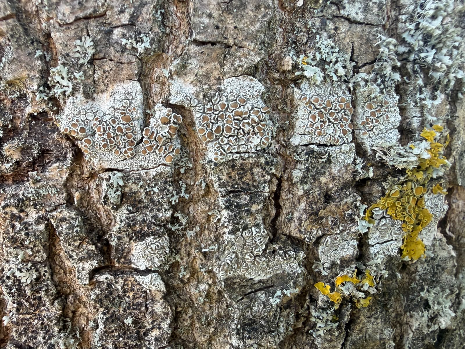 Relevé Lichens GO ~ Septembre 2026 – Inscription