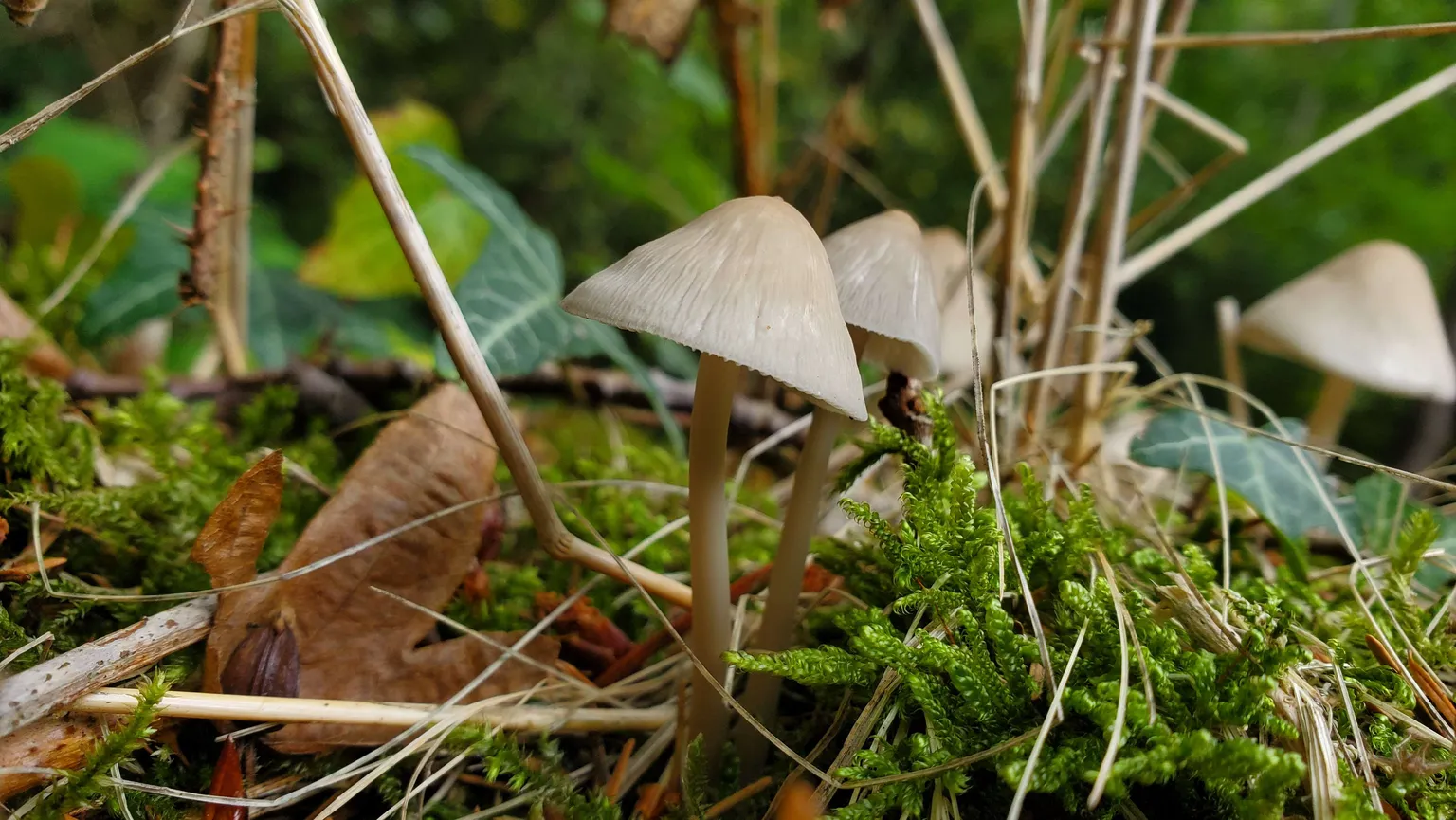 SORTIE MYCOLOGIE – 18/10/2026 – INSCRIPTION